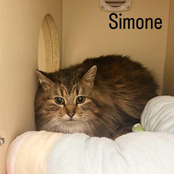 Simone, a Adoptable Domestic Long Hair in Calgary, AB image 1/2