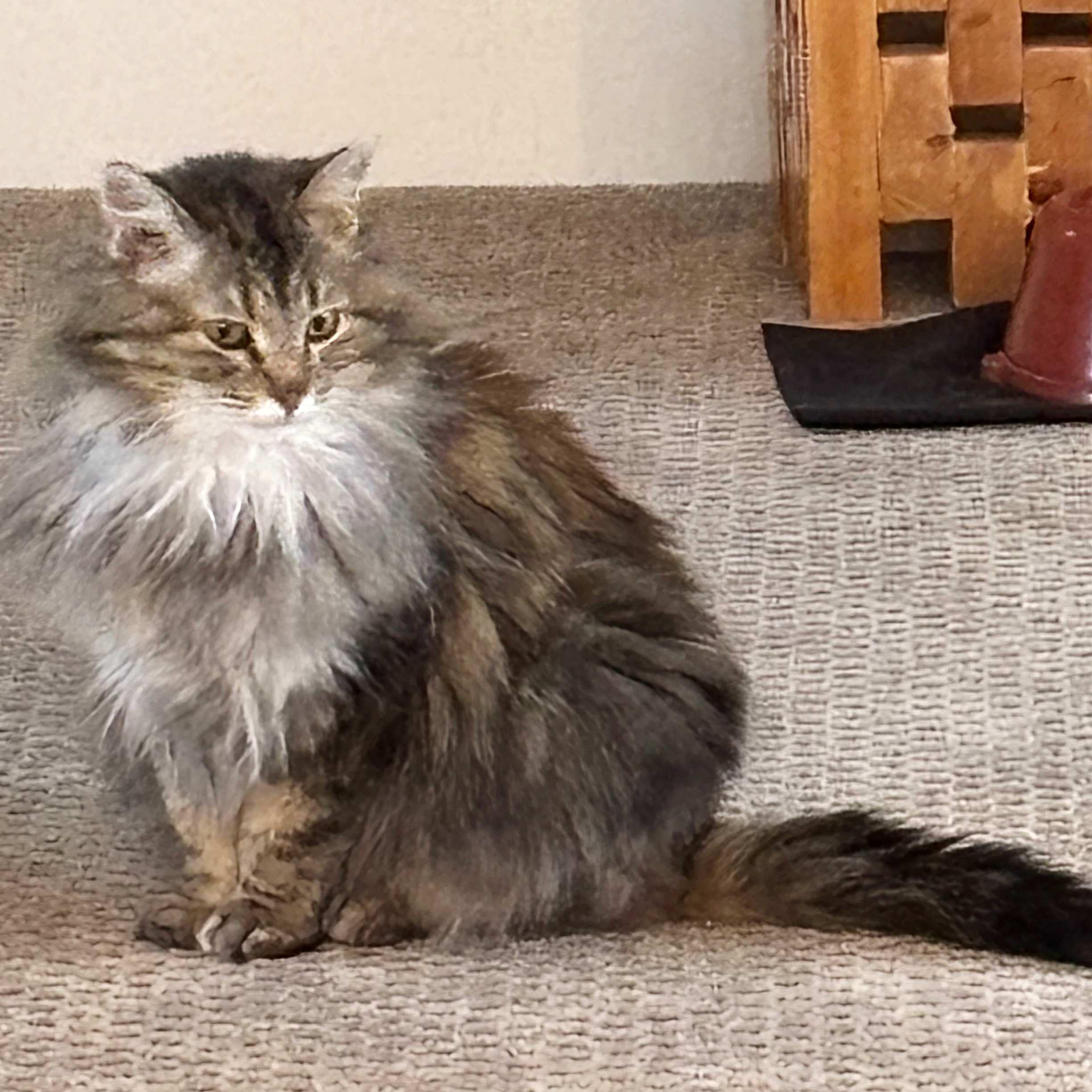 Simone, a Adoptable Domestic Long Hair in Calgary, AB image 2/2