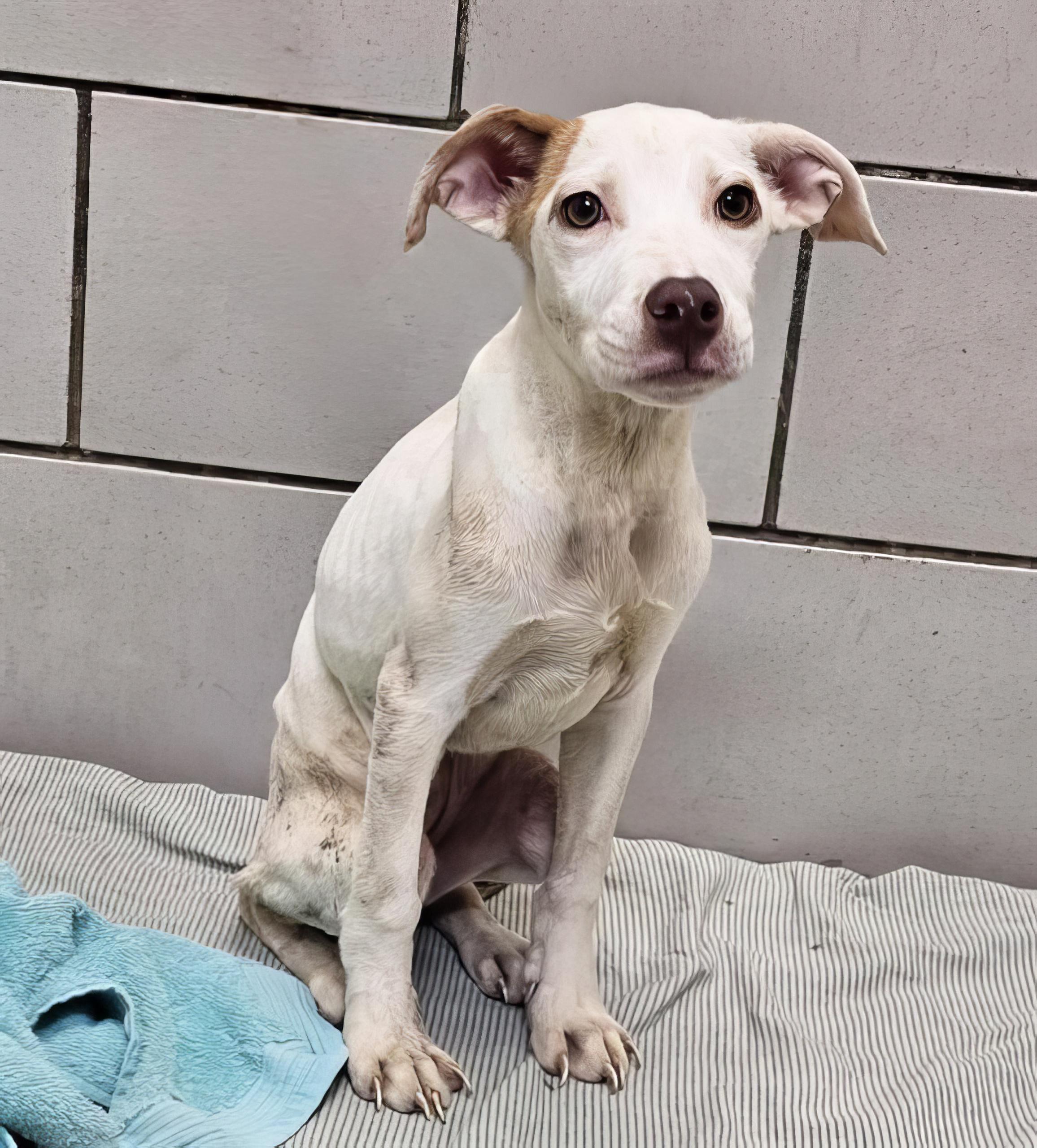 Enlarge Grape Vine, a Adoptable Mixed Breed in Nashville, TN image 2/2