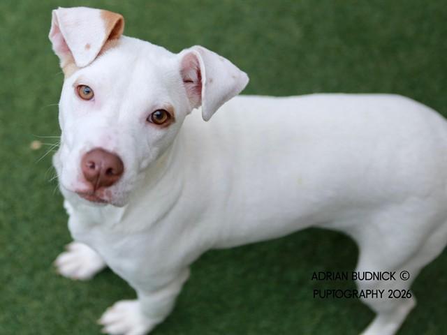 Enlarge Grape Vine, a Adoptable Mixed Breed in Nashville, TN image 1/2