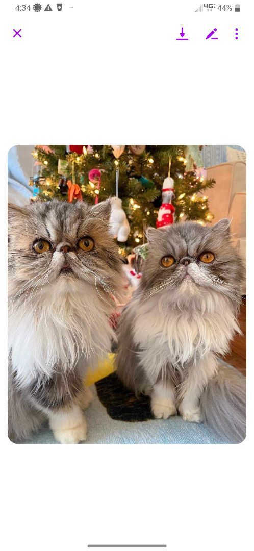 Enlarge M&M and Love Bug, a Adopted Persian in Columbus, OH image 1/1