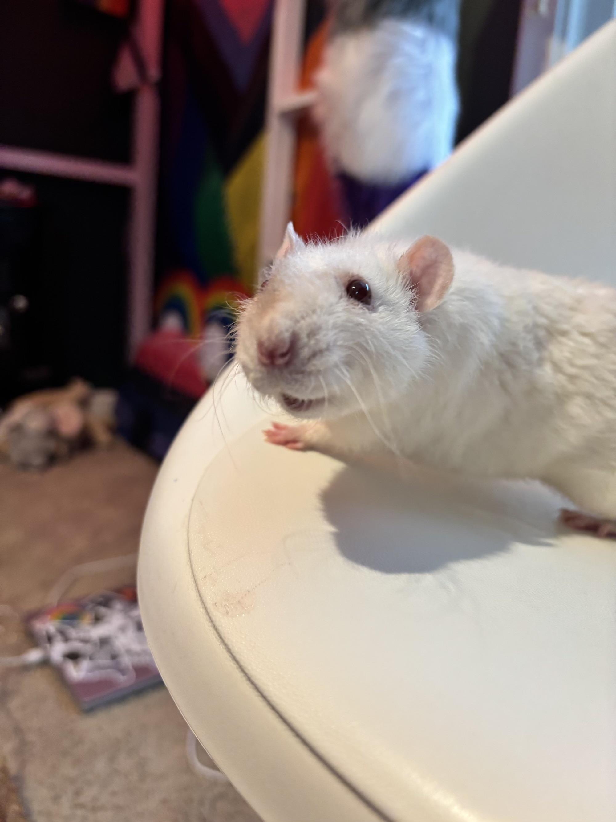 Gold, Senior Male Rat