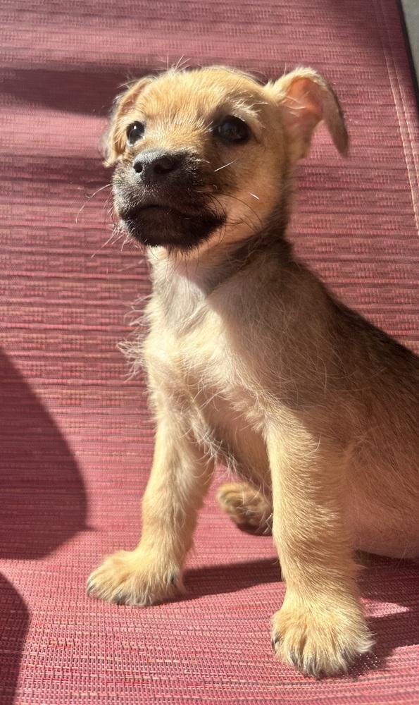 Enlarge Soja Boy, a Adoptable Schnauzer in TUCSON, AZ image 2/4
