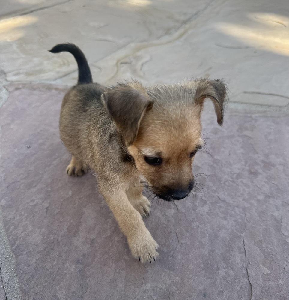 Enlarge Soja Boy, a Adoptable Schnauzer in TUCSON, AZ image 3/4