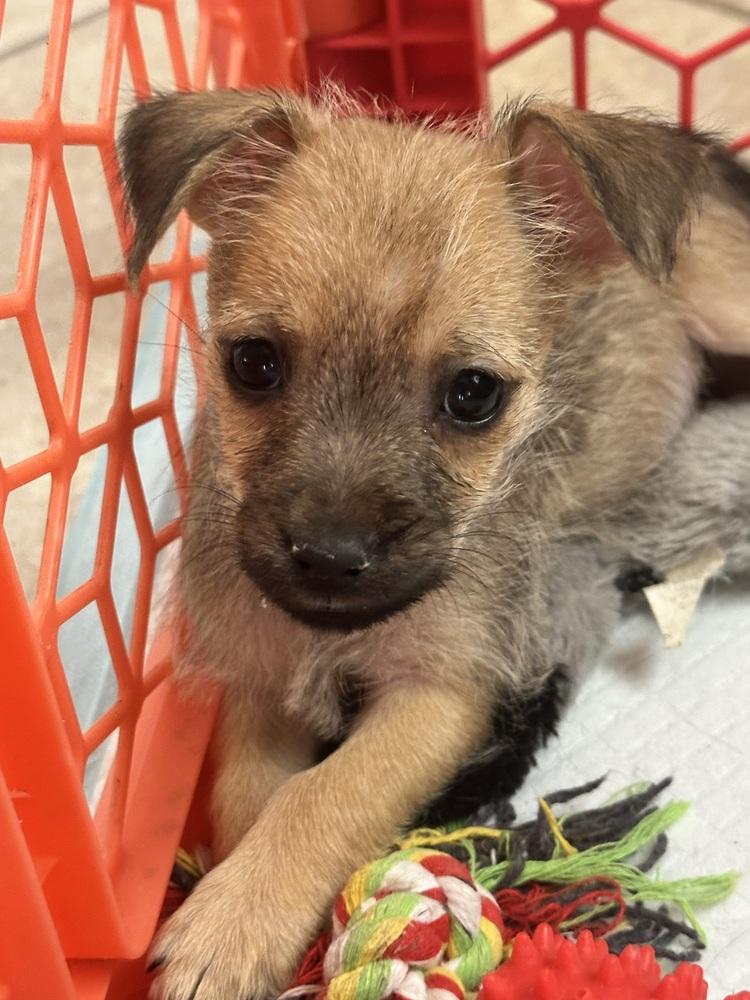 Enlarge Soja Boy, a Adoptable Schnauzer in TUCSON, AZ image 4/4