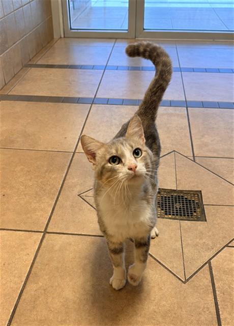 ROKU, Adoptable, Adult Male Domestic Short Hair.
