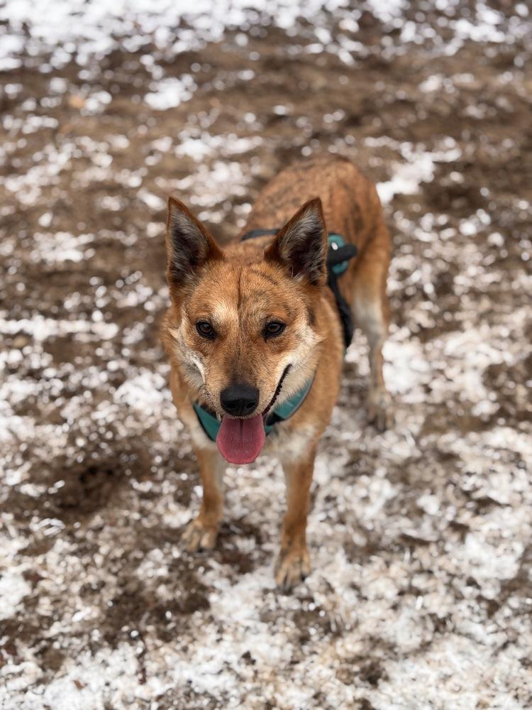 Enlarge Jobi, a Adoptable mixed breed in Kalamazoo, MI image 3/6