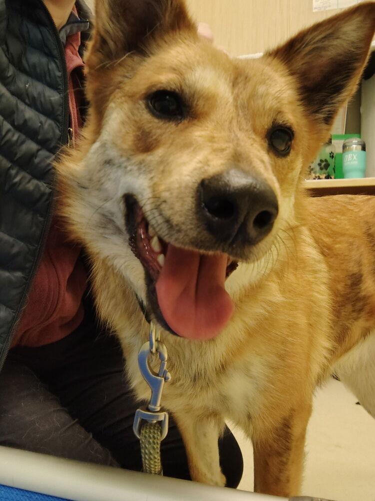 Enlarge Jobi, a Adoptable mixed breed in Kalamazoo, MI image 4/6