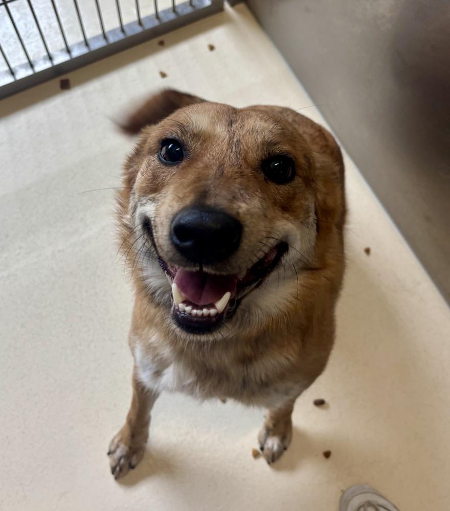 Enlarge Jobi, a Adoptable mixed breed in Kalamazoo, MI image 5/6