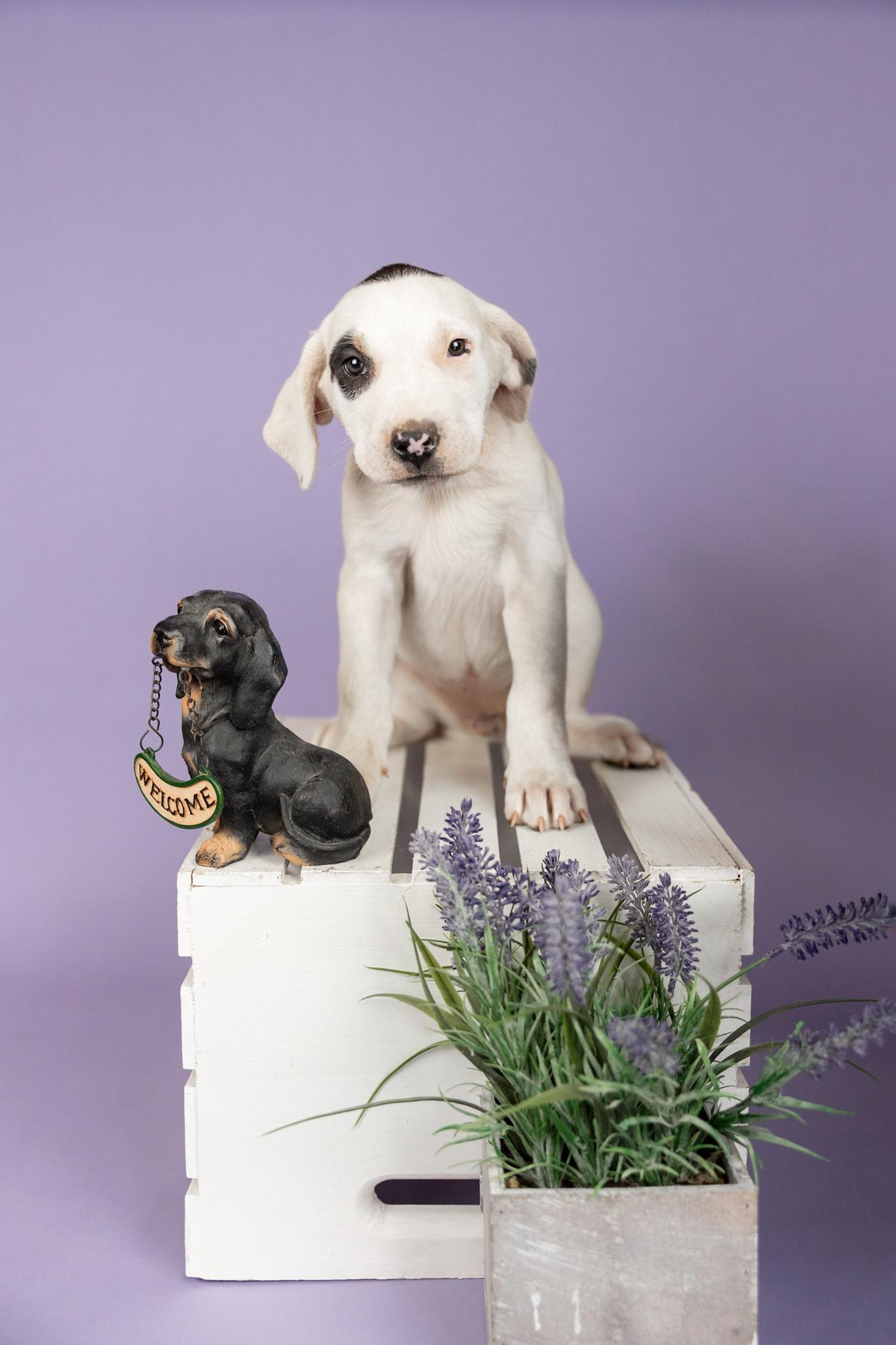 383-26, ADOPTABLE, Puppy Female Shepherd.
