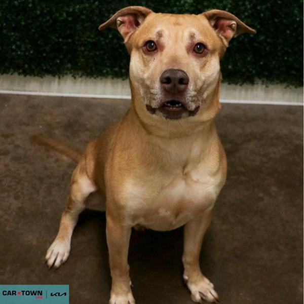 Enlarge Nadal, a Adoptable mixed breed in Lexington, KY image 1/1
