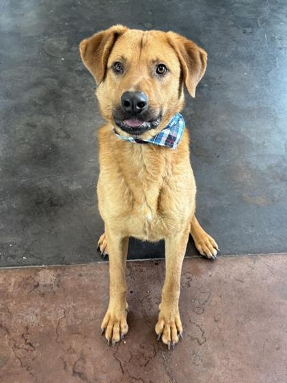 Johnathon, Adoptable, Adult Male Mixed Breed & Mixed Breed.