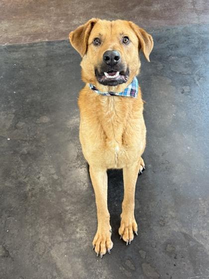 Johnathon, a Adoptable mixed breed in Memphis, TN image 1/3