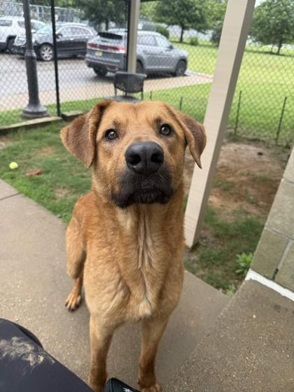 Johnathon, a Adoptable mixed breed in Memphis, TN image 2/3