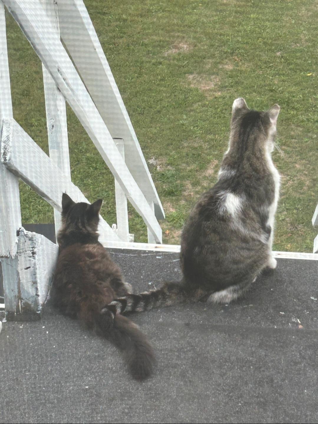 Enlarge Lenny, a ADOPTABLE Domestic Short Hair in Rochester , NY image 4/6