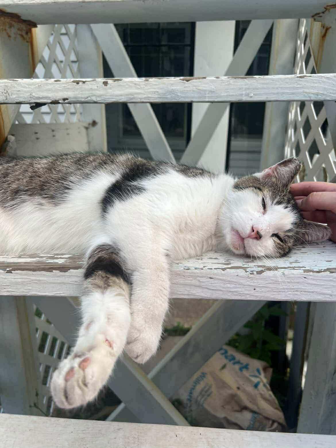 Enlarge Lenny, a ADOPTABLE Domestic Short Hair in Rochester , NY image 2/6