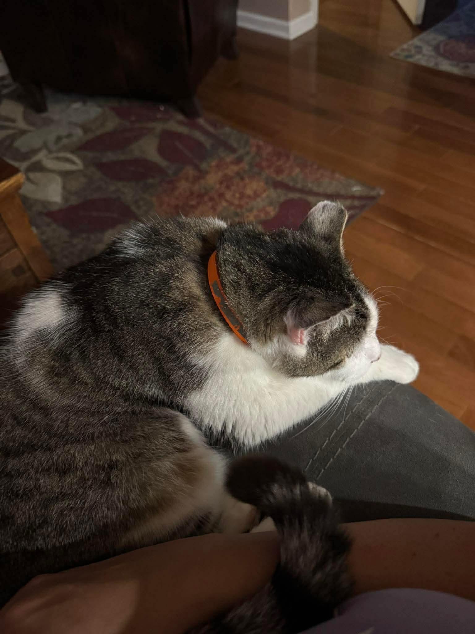 Enlarge Lenny, a ADOPTABLE Domestic Short Hair in Rochester , NY image 5/6