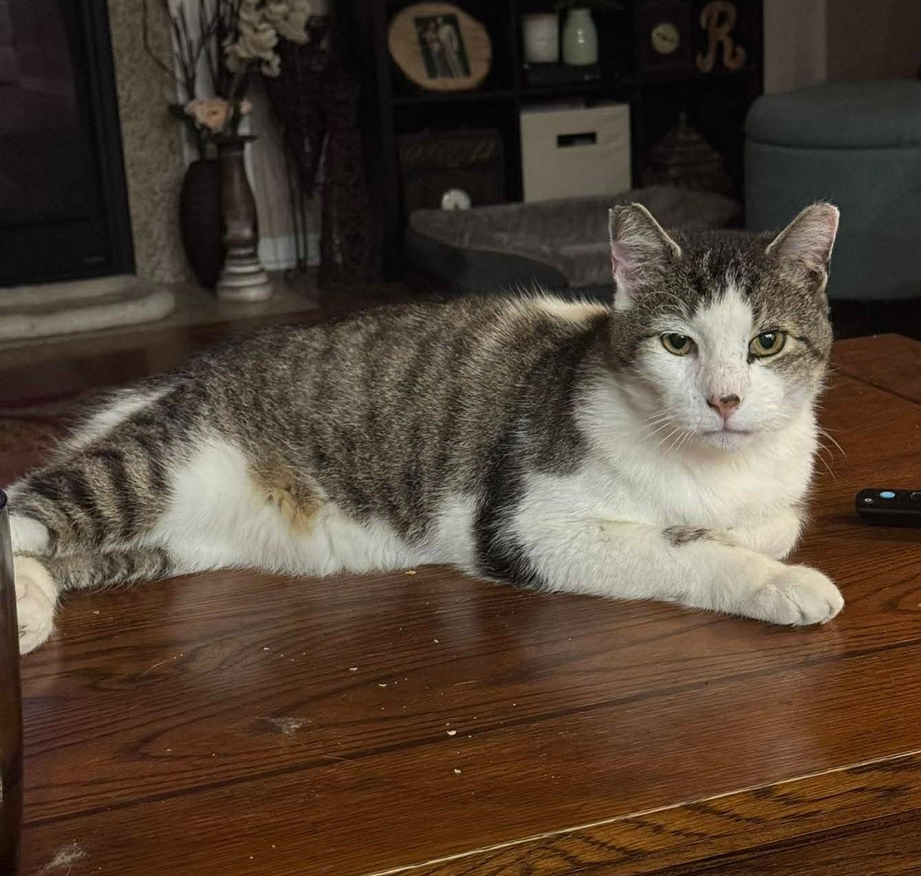 Enlarge Lenny, a ADOPTABLE Domestic Short Hair in Rochester , NY image 6/6