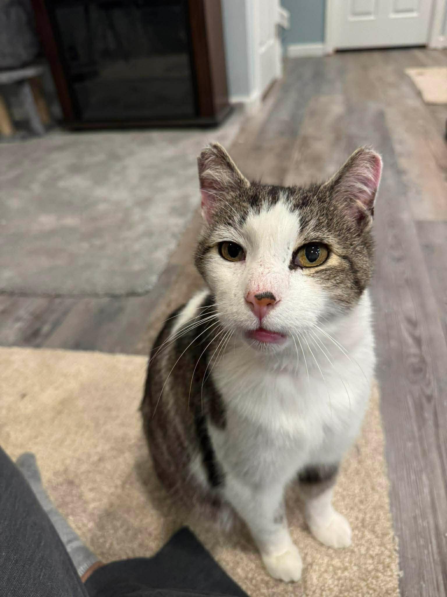 Enlarge Lenny, a ADOPTABLE Domestic Short Hair in Rochester , NY image 3/6