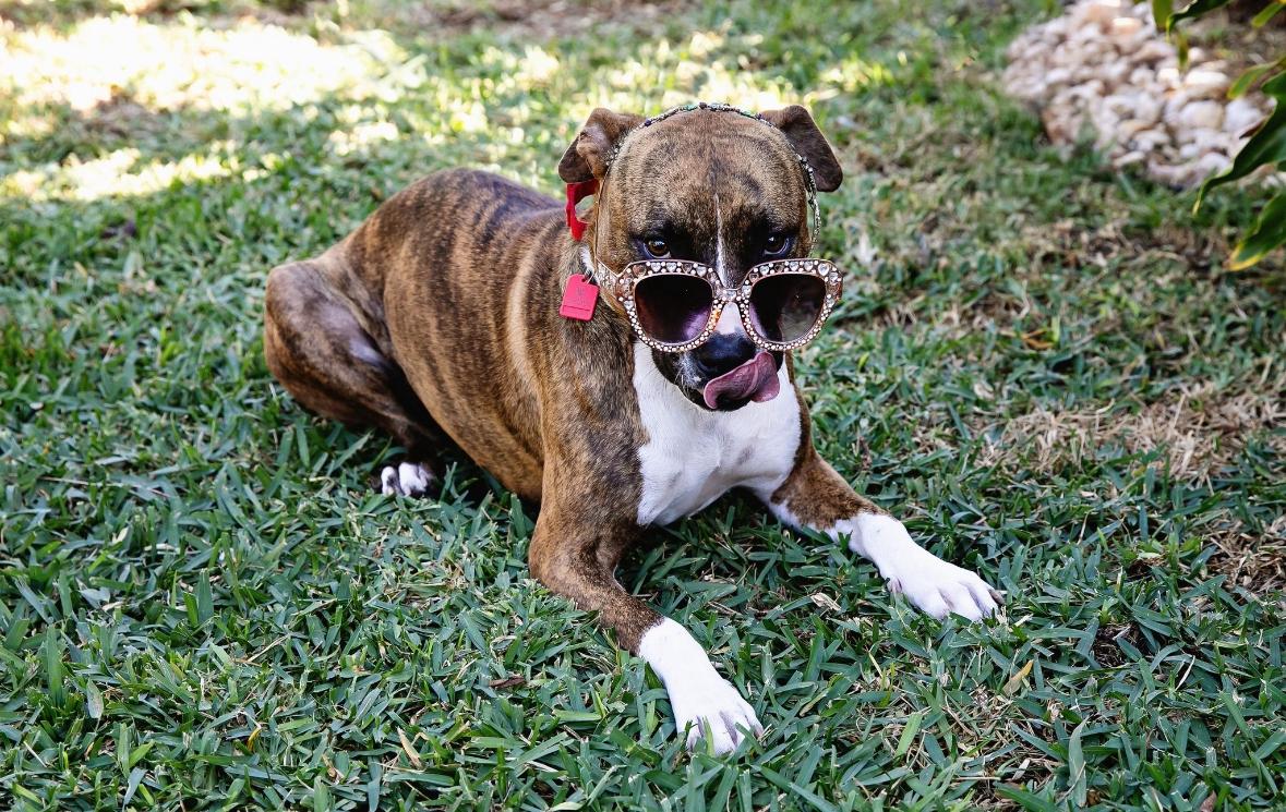 Enlarge Tootsie Roll, a Adoptable Mixed Breed in Lake Worth, FL image 2/6