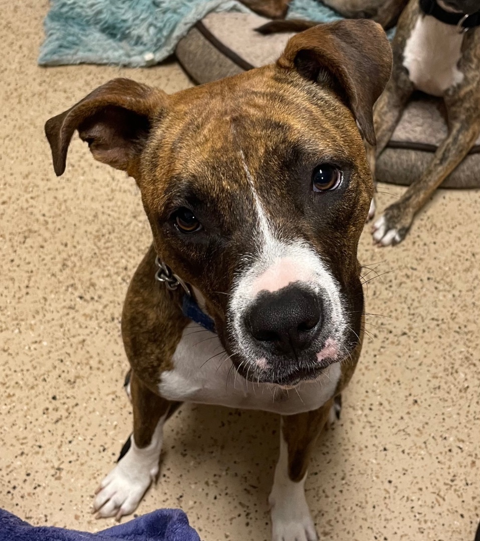 Enlarge Tootsie Roll, a Adoptable Mixed Breed in Lake Worth, FL image 5/6