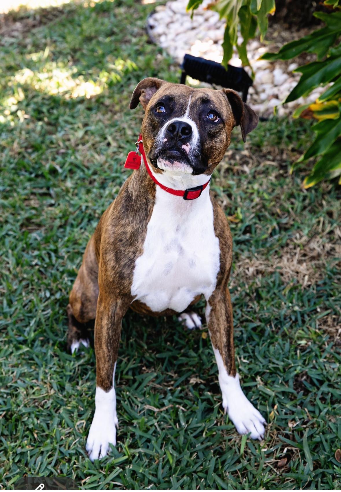 Tootsie Roll, Adoptable, Young Female Mixed Breed.