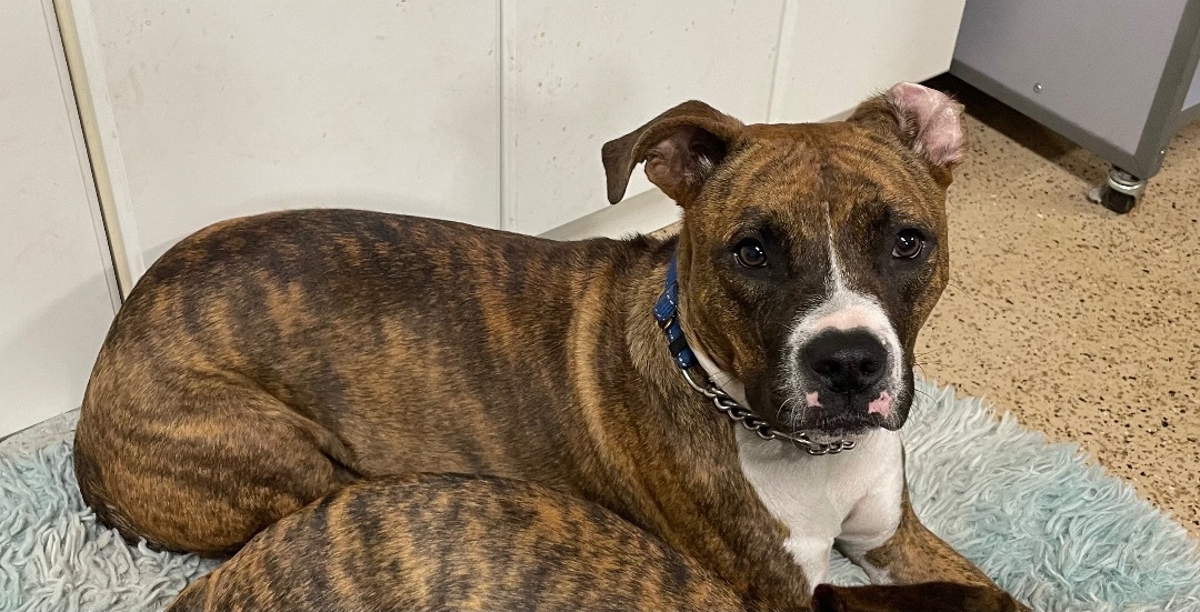 Enlarge Tootsie Roll, a Adoptable Mixed Breed in Lake Worth, FL image 6/6