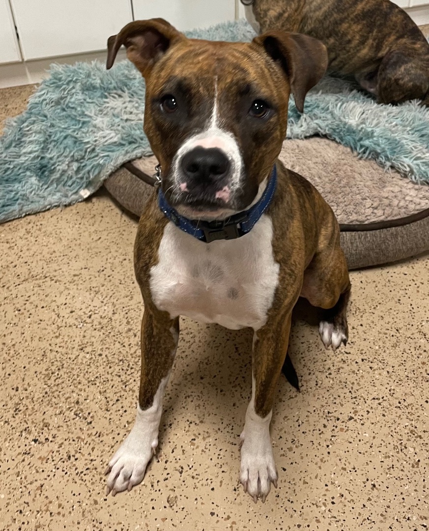 Enlarge Tootsie Roll, a Adoptable Mixed Breed in Lake Worth, FL image 3/6