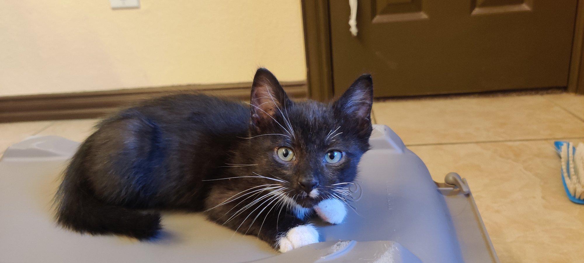 Enlarge Tom, a Adoptable Domestic Short Hair in Keller, TX image 3/6