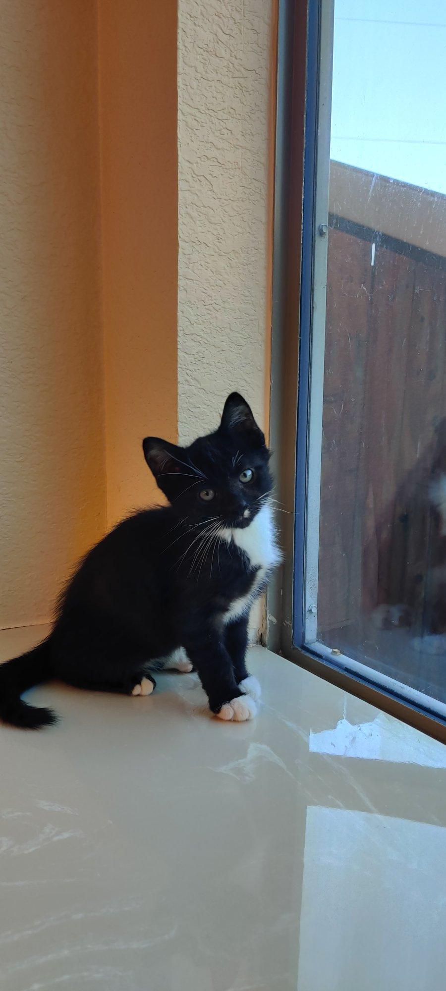 Enlarge Tom, a Adoptable Domestic Short Hair in Keller, TX image 2/6