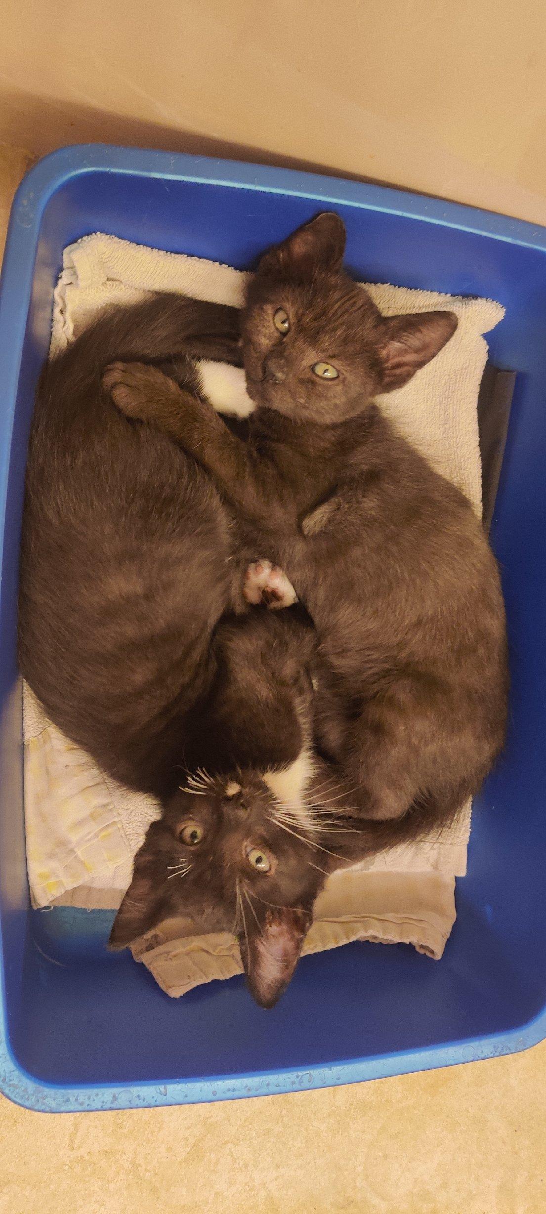 Enlarge Tom, a Adoptable Domestic Short Hair in Keller, TX image 6/6