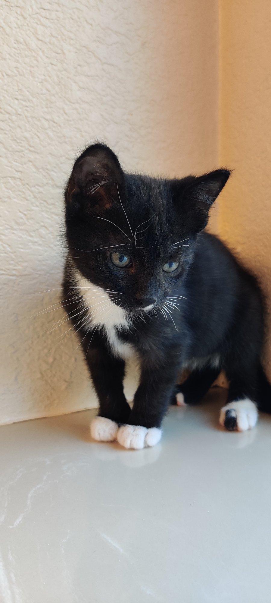 Enlarge Tom, a Adoptable Domestic Short Hair in Keller, TX image 5/6