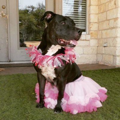 MOA, Adoptable, Adult Female Pit Bull Terrier.
