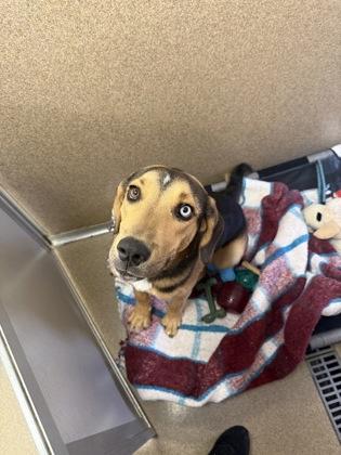 Meeko, Adoptable, Puppy Male Hound & Mixed Breed.