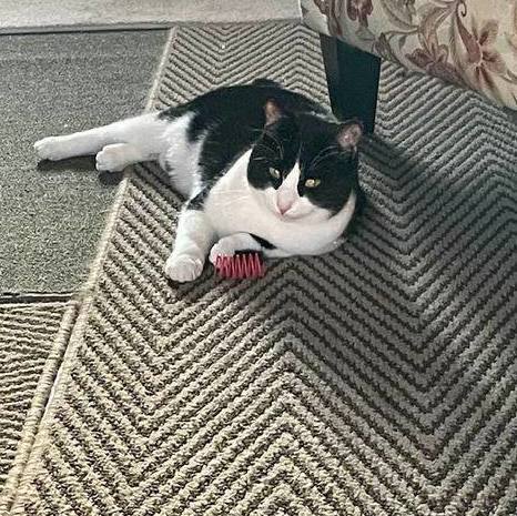 Wilson, a Adoptable Domestic Short Hair in Lewistown, PA image 1/2