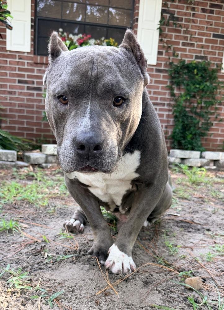 Champ, Adoptable, Senior Male Mixed Breed.