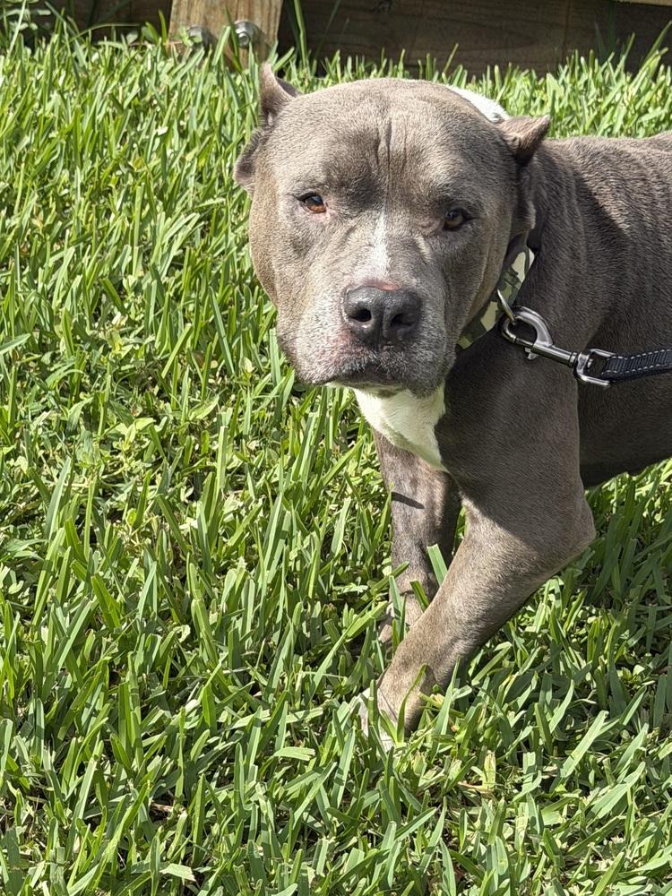 Enlarge Champ, a Adoptable mixed breed in Melbourne Beach, FL image 2/4