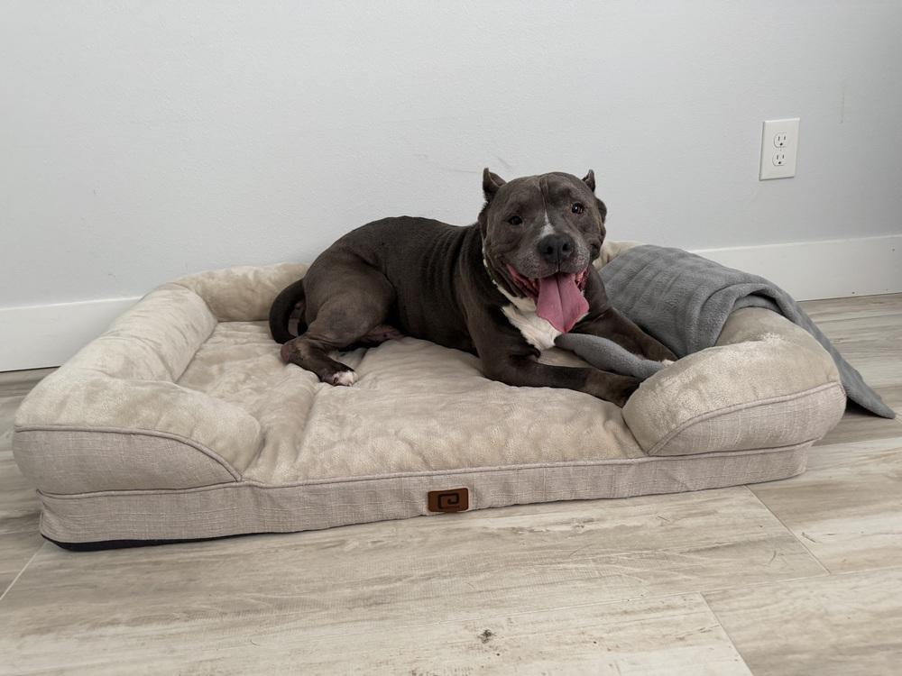 Enlarge Champ, a Adoptable mixed breed in Melbourne Beach, FL image 3/4