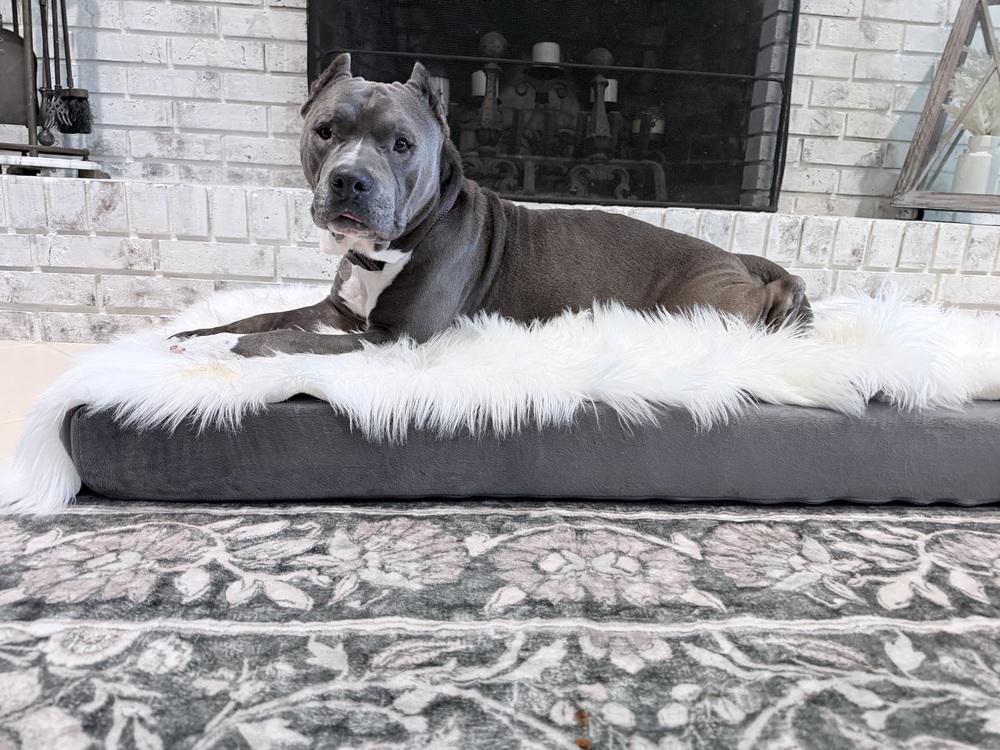 Enlarge Champ, a Adoptable mixed breed in Melbourne Beach, FL image 4/4