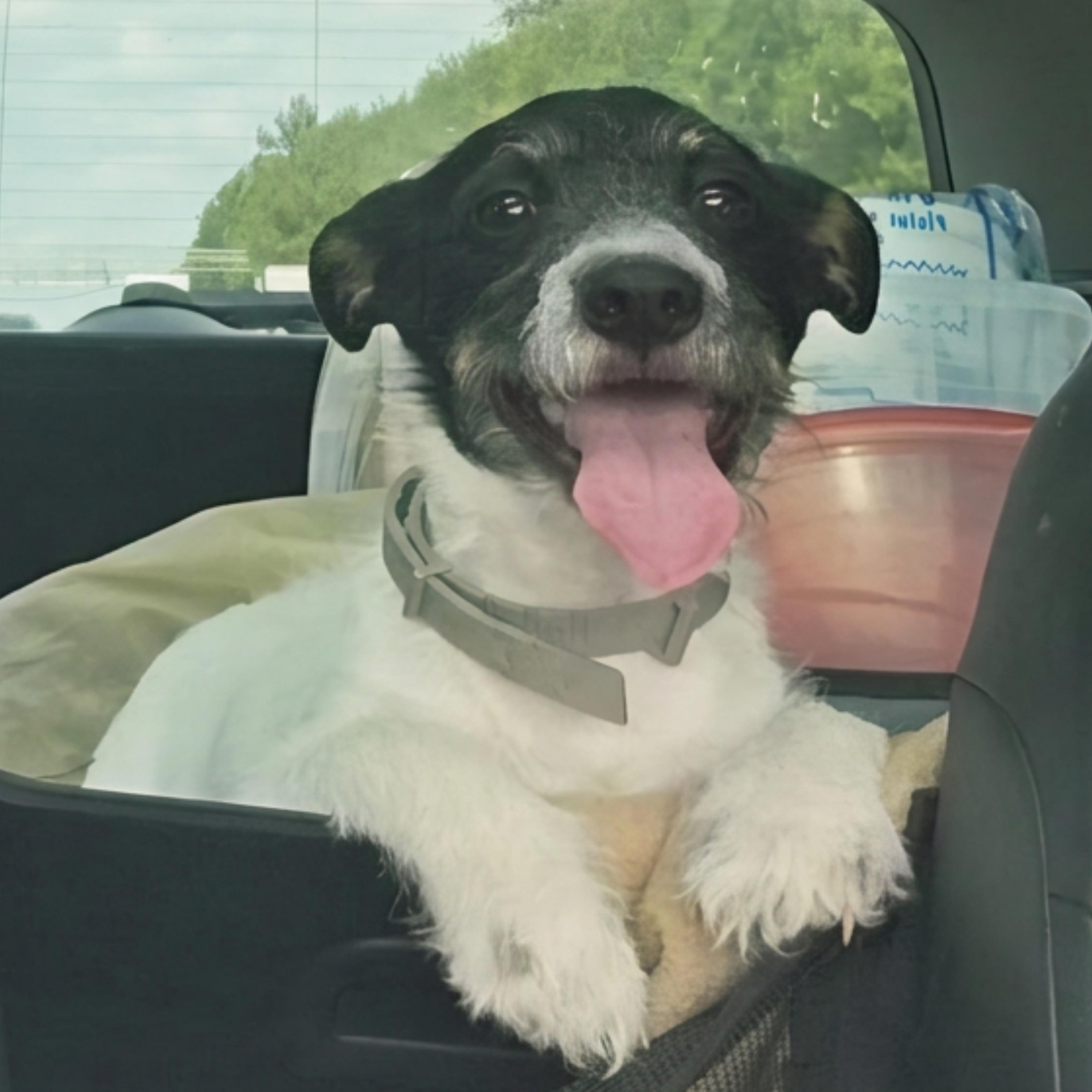 Rascal, Adoptable, Young Male Mixed Breed & Wirehaired Terrier.