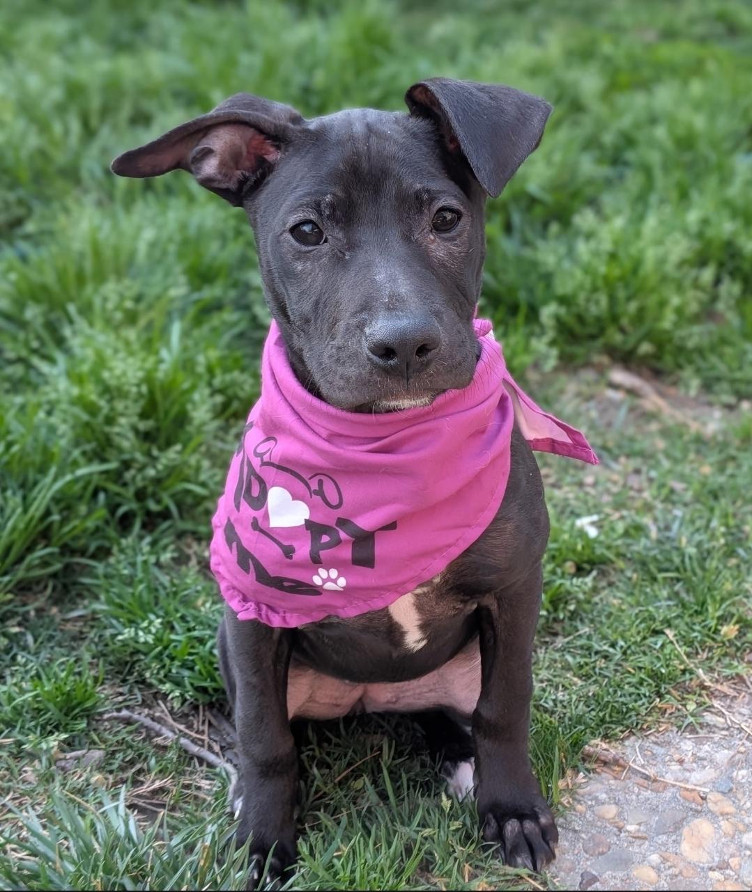 Enlarge Lola, a ADOPTABLE mixed breed in Colonial Heights, VA image 3/3