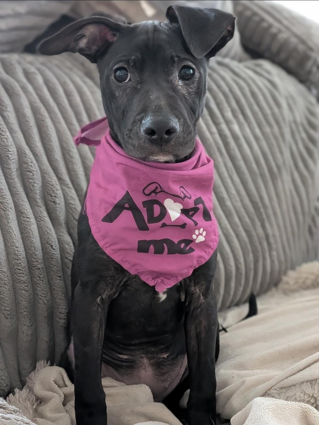 Enlarge Lola, a ADOPTABLE mixed breed in Colonial Heights, VA image 2/3