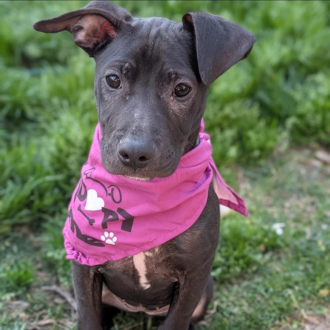 Lola, ADOPTABLE, Puppy Female American Staffordshire Terrier & Pit Bull Terrier.