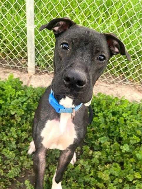 LUIE, Adoptable, Young Male Pit Bull Terrier.