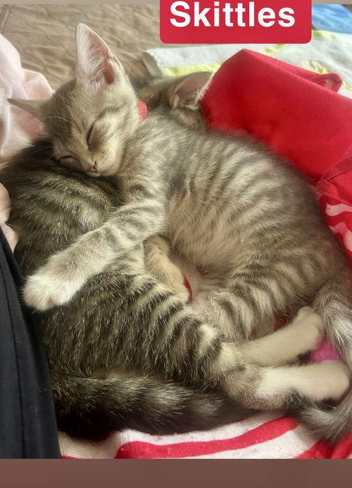 Skittles  Willow Grove thumbnail 2