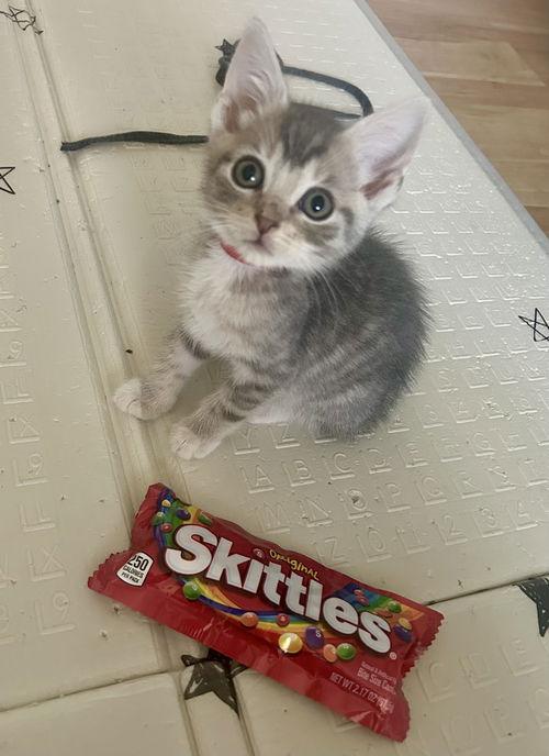 Skittles  Willow Grove