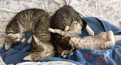 Skittles  Willow Grove thumbnail 4