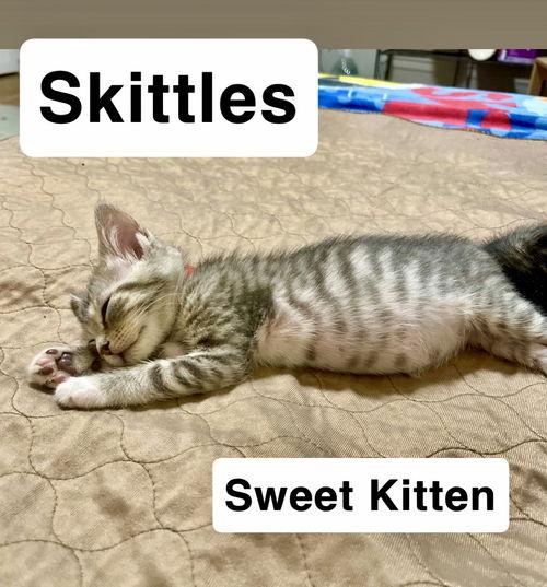 Skittles  Willow Grove thumbnail 3