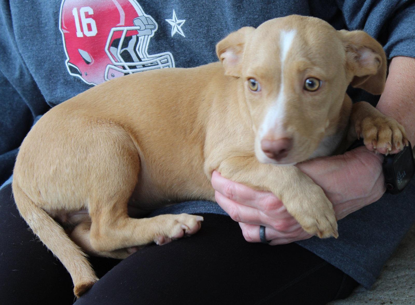 Anna 43785, Adoptable, Puppy Female Dachshund.