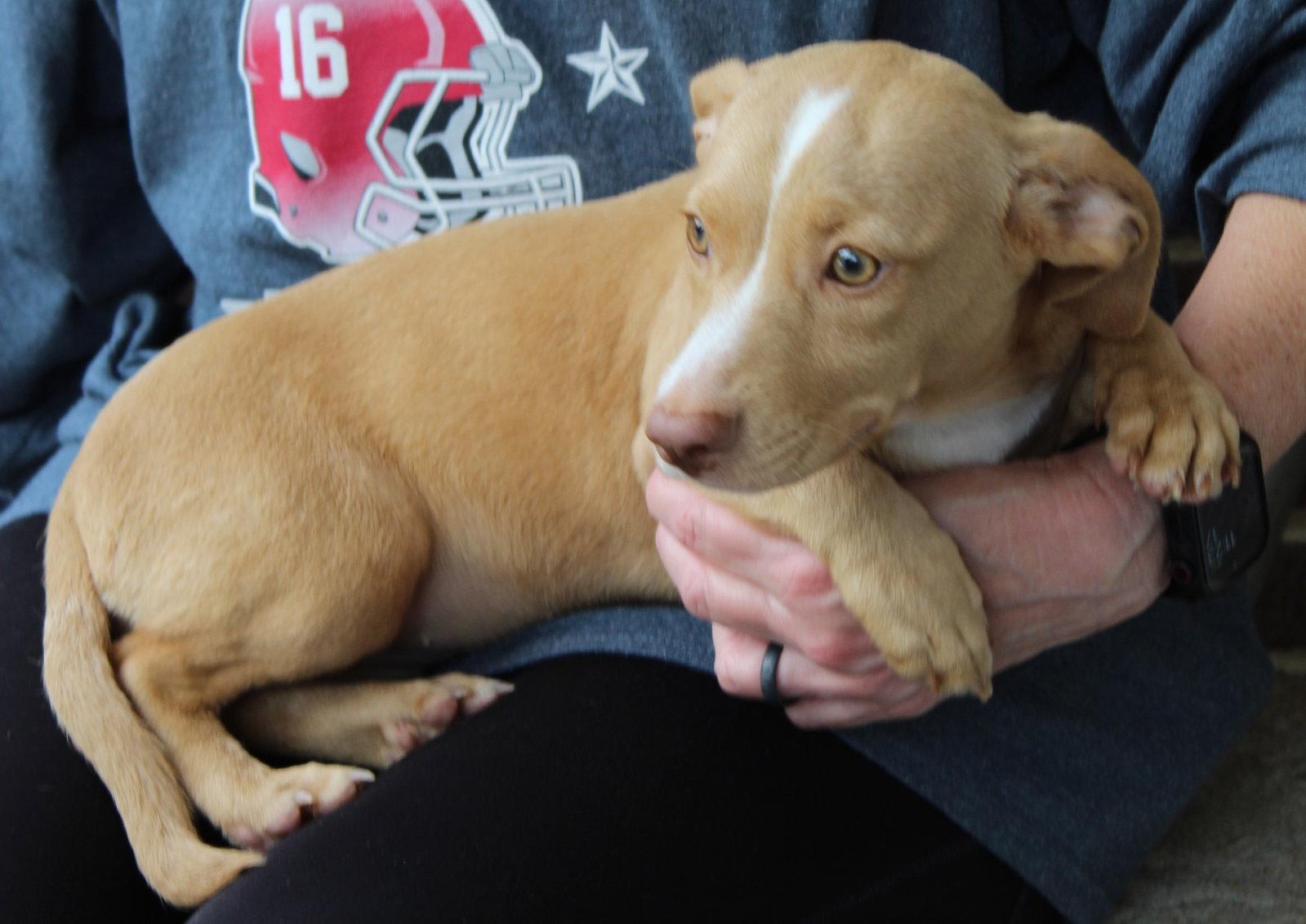 Anna 43785, a Adoptable Dachshund in Prattville, AL image 2/3